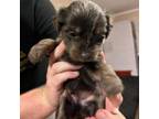 Adopt Hanna pup 2 a Terrier