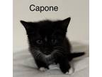 Adopt Capone a Domestic Short Hair