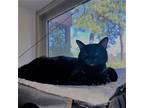 Adopt Elvira a All Black Domestic Shorthair / Mixed (short coat) cat in Santa