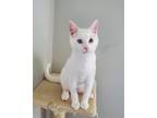 Adopt Olaf a White Domestic Shorthair / Mixed (short coat) cat in O'Fallon