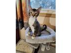 Adopt Magenta a Brown Tabby Domestic Shorthair / Mixed (short coat) cat in