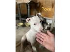 Adopt Pokeweed (9wo, 13lbs) a Terrier (Unknown Type, Medium) / Mixed dog in