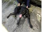 Adopt Zeus (3yo, 60lbs) a Labrador Retriever / Mixed dog in Hinton