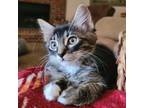Adopt 23L33 Xander a Gray, Blue or Silver Tabby Domestic Shorthair cat in Venus