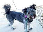 Adopt Jilly a Gray/Blue/Silver/Salt & Pepper Standard Schnauzer / Poodle