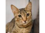Adopt Curitana a Orange or Red Domestic Shorthair / Mixed cat in West Palm