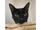 Adopt Dotty a All Black Domestic Shorthair / Mixed cat in West Palm Beach