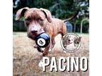 Adopt Pacino Sicily a Red/Golden/Orange/Chestnut Pit Bull Terrier dog in Provo