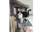 Adopt Axel a Black & White or Tuxedo Domestic Shorthair (short coat) cat in