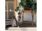 Adopt Zara a Gray or Blue Domestic Mediumhair / Mixed cat in Glenview