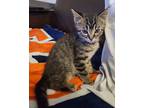 Adopt Taz a Brown Tabby Domestic Shorthair (short coat) cat in Foley