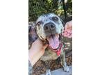 Adopt Tilly a Mixed Breed (Medium) / Australian Cattle Dog / Mixed dog in