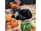 Adopt Wilbur a Black & White or Tuxedo Domestic Shorthair / Mixed cat in