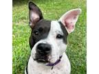 Adopt Josie a Pit Bull Terrier / Mixed dog in Jefferson, WI (38963748)