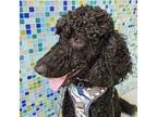 Adopt Sam a Black Standard Poodle / Standard Poodle dog in Tampa, FL (39181175)