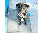 Adopt Virgo a Black Labrador Retriever / Mixed Breed (Medium) dog in Tampa