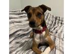 Adopt Pisces a Brown/Chocolate - with White Rat Terrier / Mixed Breed (Medium)