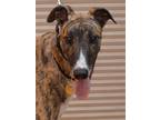 Adopt Pal a Greyhound / Mixed dog in Minneapolis, MN (39035632)