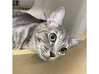 Adopt Libby a Gray, Blue or Silver Tabby Domestic Shorthair cat in Richardson