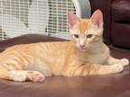 Adopt Copper a Orange or Red (Mostly) Domestic Shorthair cat in Richardson