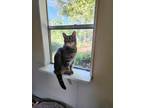 Adopt Meownu Reev a Brown Tabby Domestic Shorthair (short coat) cat in Umatilla