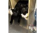 Adopt Tostido a All Black Domestic Shorthair / Mixed (short coat) cat in