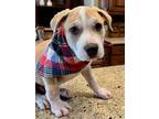 Adopt Taz Danforth a Tan/Yellow/Fawn - with White American Staffordshire Terrier