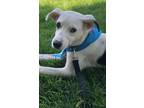Adopt * Komet - HOLD a White - with Black Terrier (Unknown Type