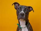 Adopt VALENTINE a Brown/Chocolate Pit Bull Terrier / Mixed dog in Denver