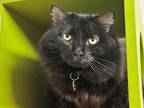 Adopt KHALEESI a All Black Domestic Mediumhair / Mixed (medium coat) cat in