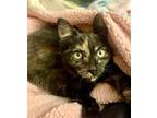 Adopt Esme a Domestic Shorthair / Mixed (short coat) cat in Cincinnati