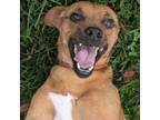 Adopt Tyson a Miniature Pinscher, Mixed Breed