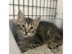 Adopt Charming a Domestic Short Hair