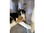 Adopt Edith a Calico or Dilute Calico Domestic Shorthair / Mixed (short coat)