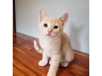 Adopt Neo a Tan or Fawn Domestic Shorthair / Mixed (short coat) cat in
