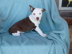 Adopt Bruizer a White - with Brown or Chocolate Labrador Retriever / Terrier