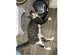 Adopt Babycakes a Brown Tabby Domestic Shorthair / Mixed (short coat) cat in