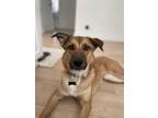 Adopt Nana a Tan/Yellow/Fawn Retriever (Unknown Type) / Mixed dog in Niagara