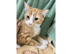 Adopt Butter a Orange or Red (Mostly) Domestic Shorthair / Mixed cat in