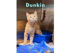 Adopt Dunkin a Orange or Red Domestic Shorthair / Mixed (short coat) cat in Oak