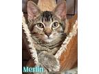 Adopt Merlin - $55 Adoption Fee Special a Brown Tabby Domestic Shorthair / Mixed