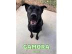 Adopt Gamora a Brindle Shar Pei / Mixed dog in Oak Ridge, TN (39185861)