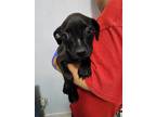 Adopt Mocha a Black - with White Terrier (Unknown Type, Small) / Mixed dog in