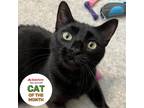 Adopt Shadow a All Black Domestic Shorthair / Mixed cat in Jacksonville
