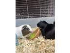 Adopt Cowpig and Donzie a Multi Guinea Pig (medium coat) small animal in