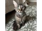 Adopt Isabella a Brown or Chocolate Domestic Mediumhair / Mixed cat in