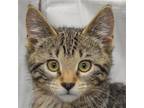 Adopt Angel a Brown Tabby Domestic Shorthair / Mixed (short coat) cat in