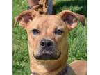 Adopt Apple a Tan/Yellow/Fawn - with White Boxer / Labrador Retriever / Mixed