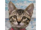 Adopt Kisa a Brown Tabby Domestic Shorthair / Mixed (short coat) cat in Huntley