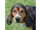 Adopt Rosco a Tricolor (Tan/Brown & Black & White) Coonhound / Mixed dog in